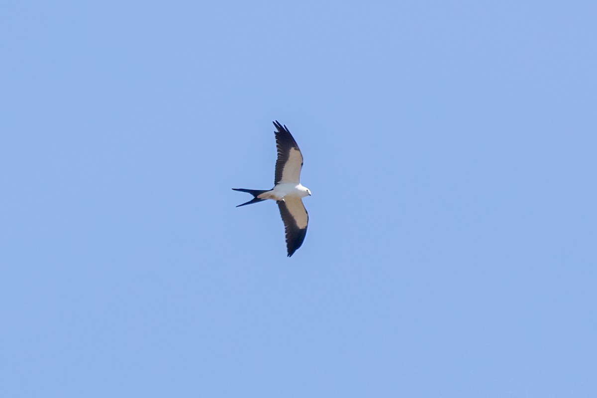 Swallow-tailed Kite - ML618305973
