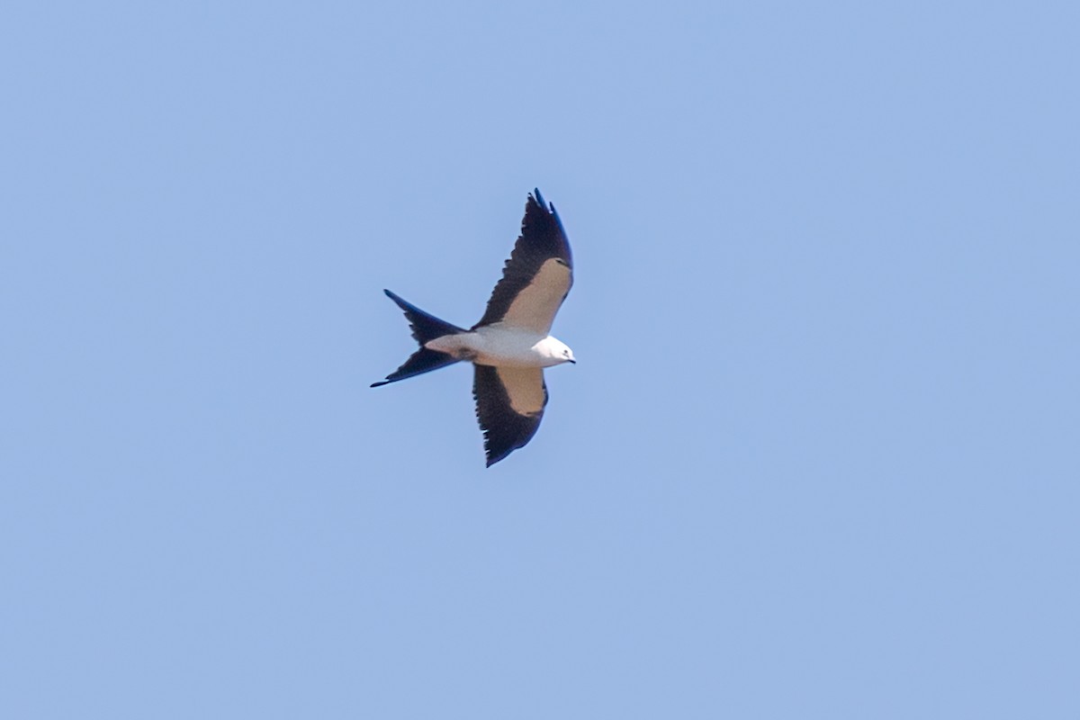 Swallow-tailed Kite - ML618305974