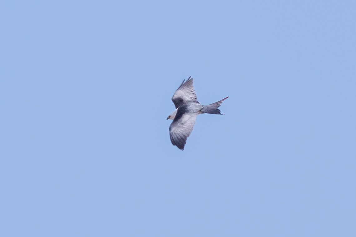 Swallow-tailed Kite - ML618305975