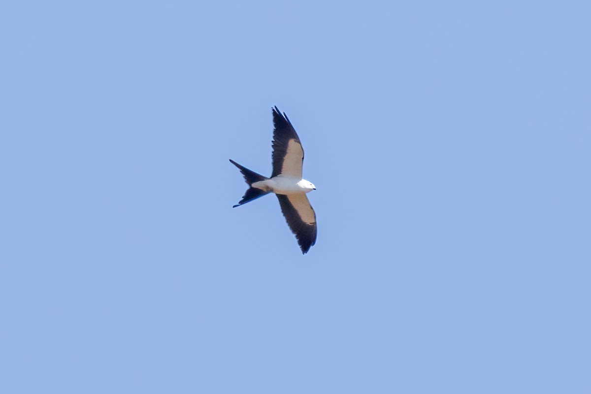 Swallow-tailed Kite - ML618305976