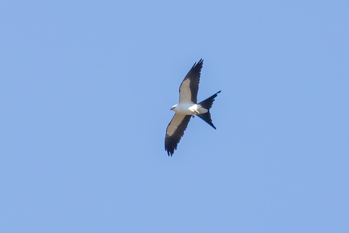 Swallow-tailed Kite - ML618305977