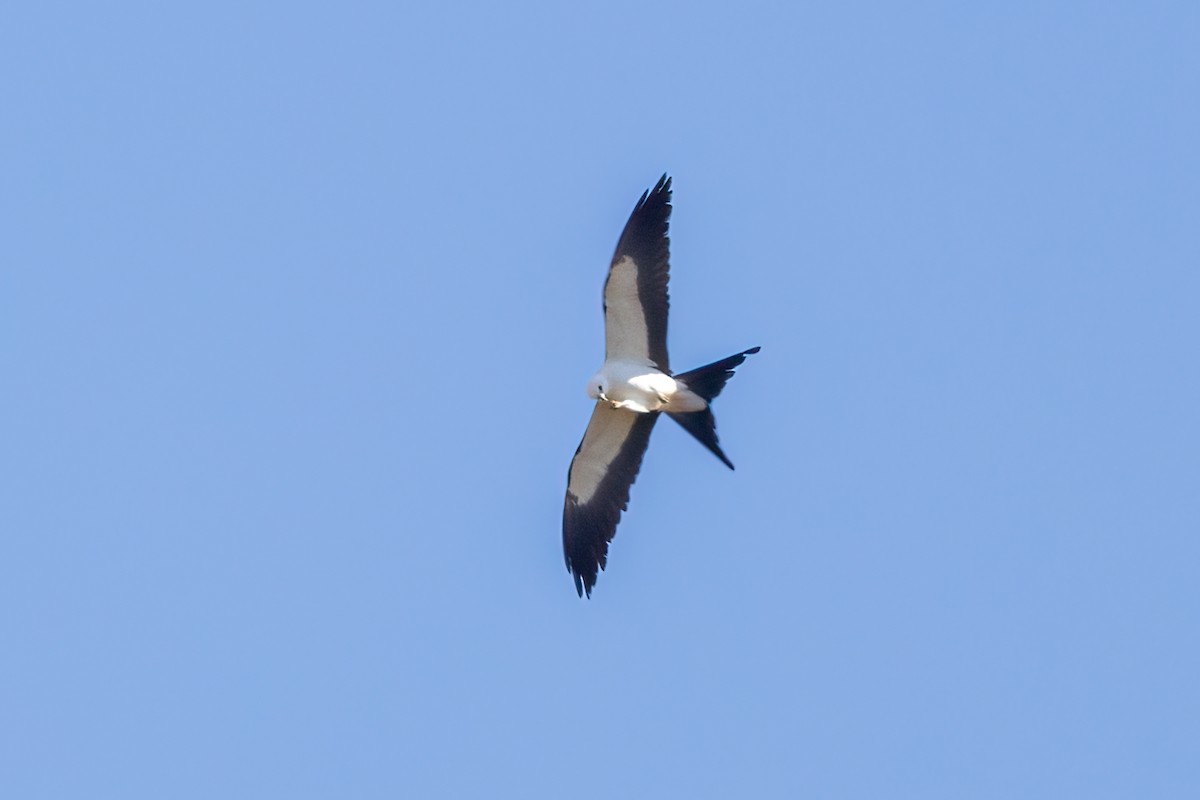Swallow-tailed Kite - ML618305978