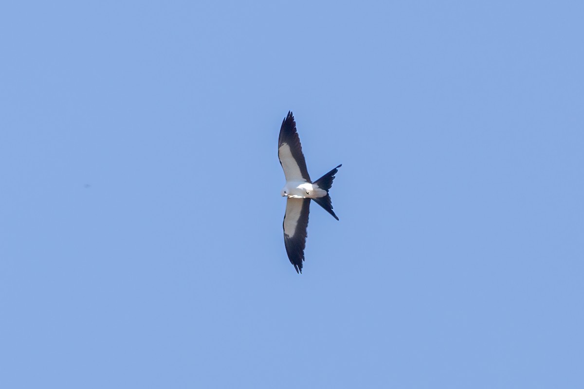 Swallow-tailed Kite - ML618305979