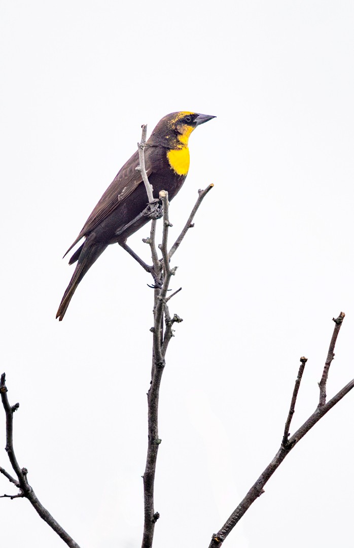 Yellow-headed Blackbird - ML618305983