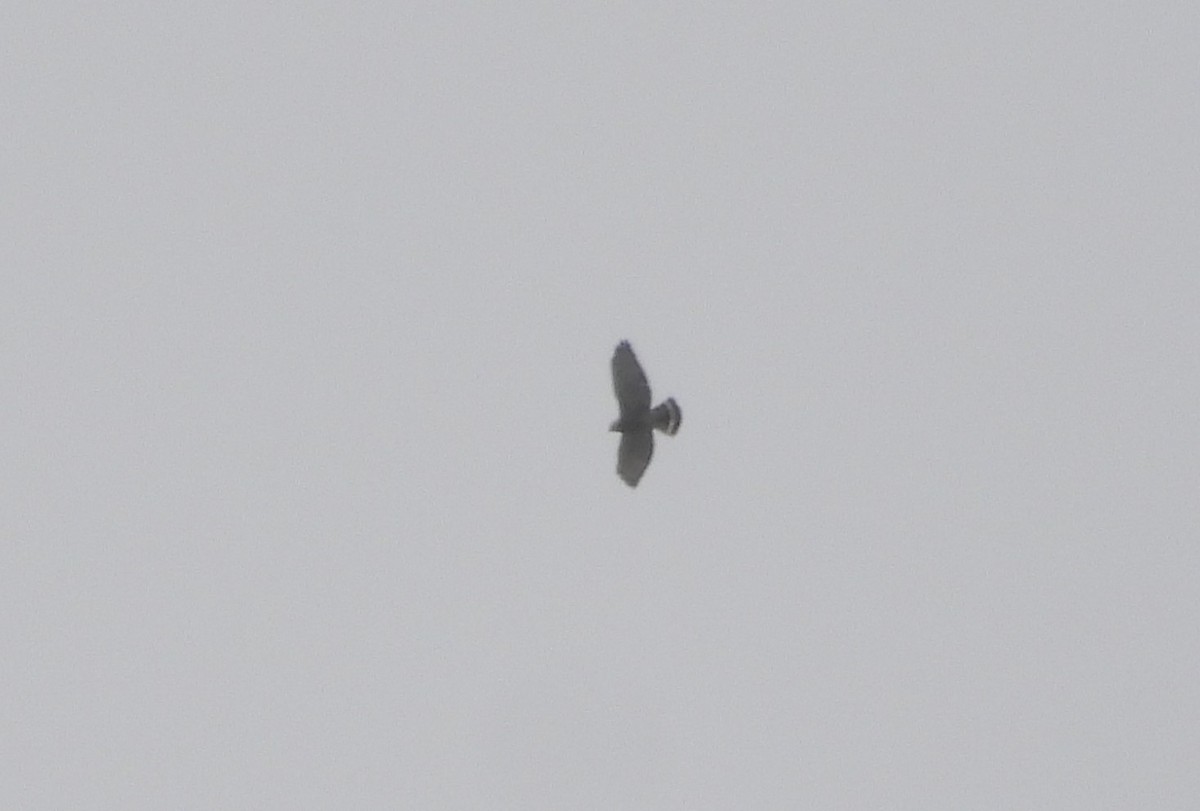 Broad-winged Hawk - ML618305997