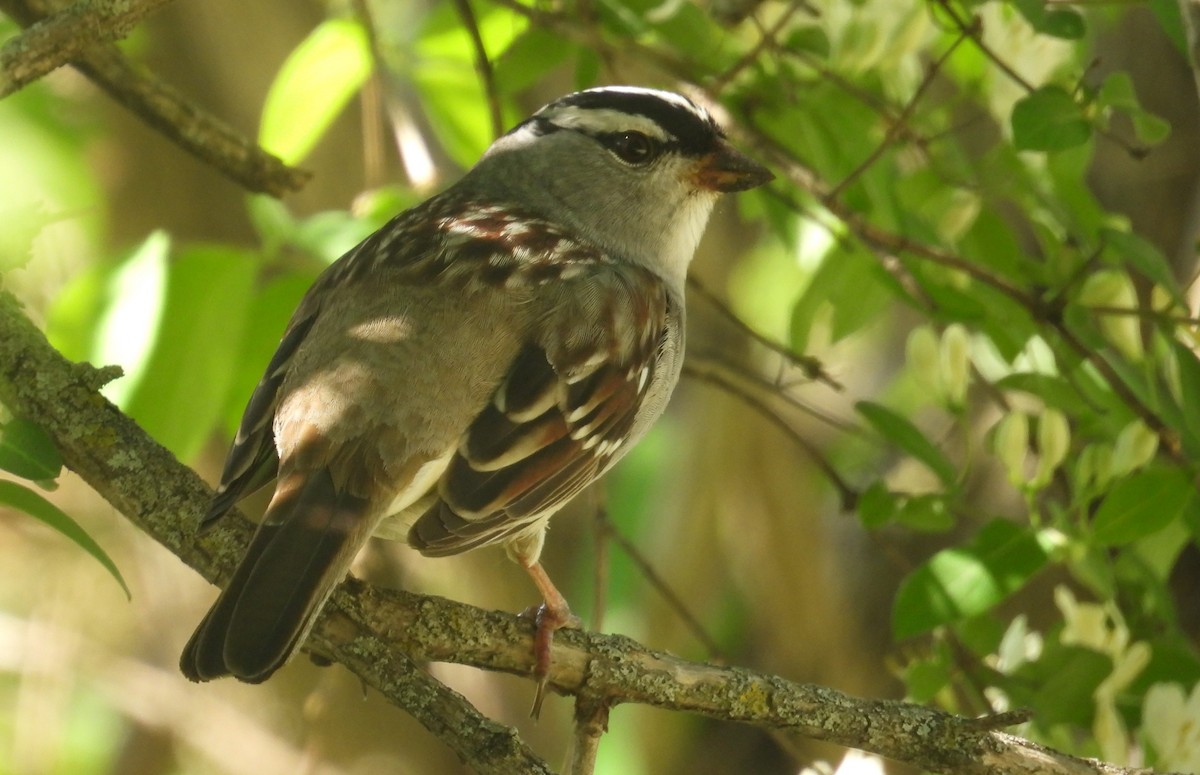 White-crowned Sparrow - ML618306001