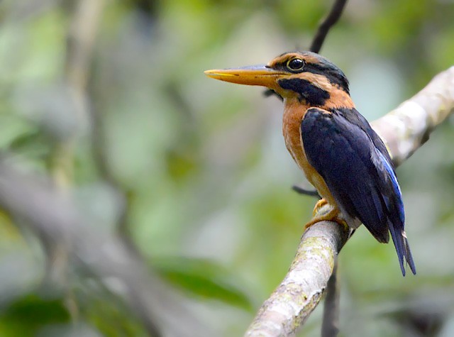 Rufous-collared Kingfisher - Choy Wai Mun