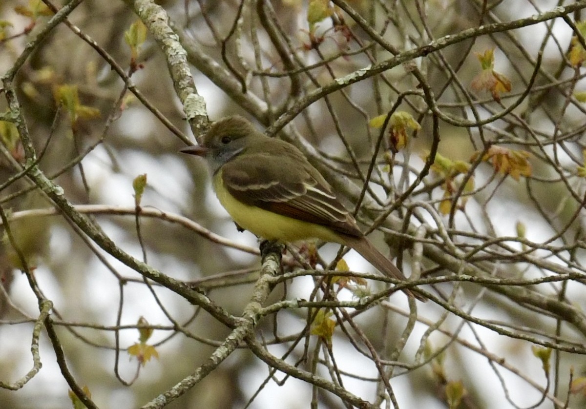 eBird Checklist 1 May 2024 URIEast Farm 27 species