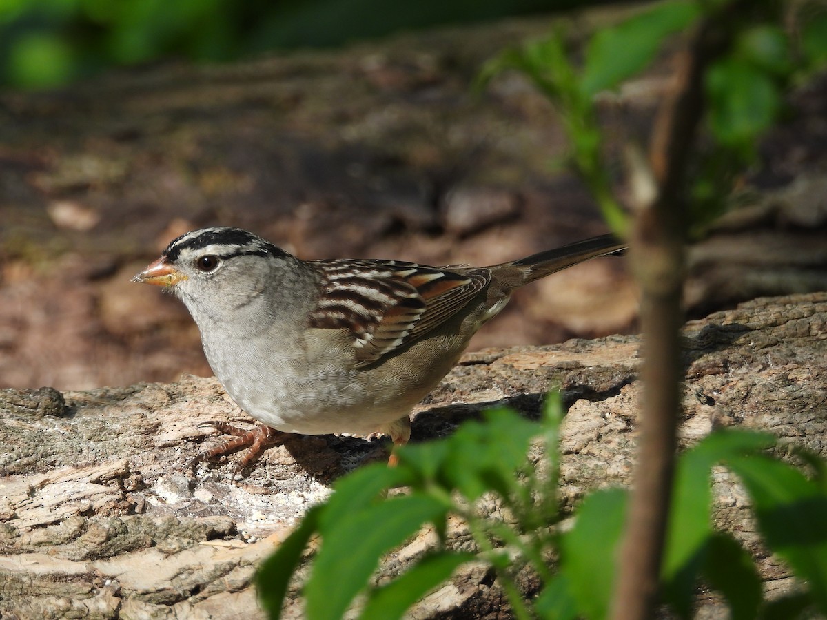 White-crowned Sparrow - ML618306030