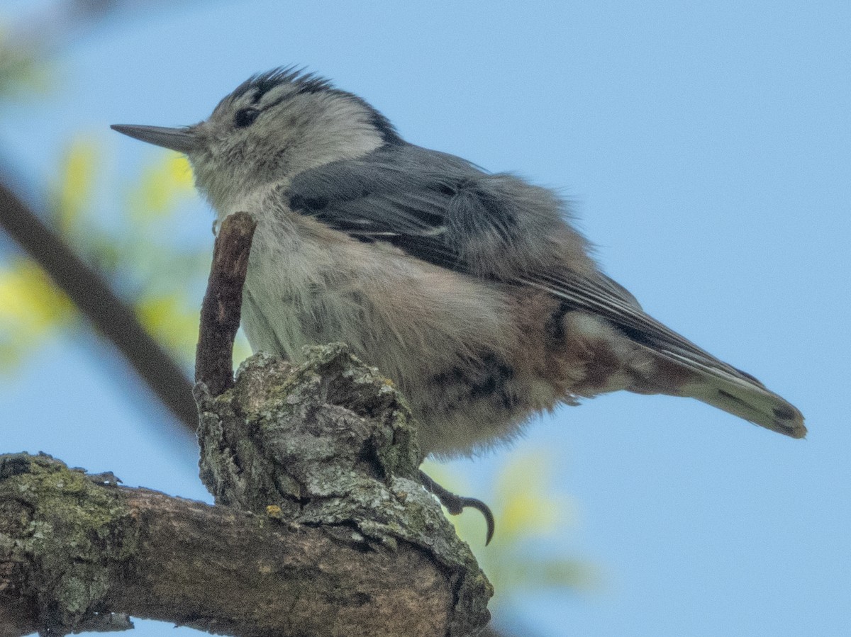 White-breasted Nuthatch - ML618306038