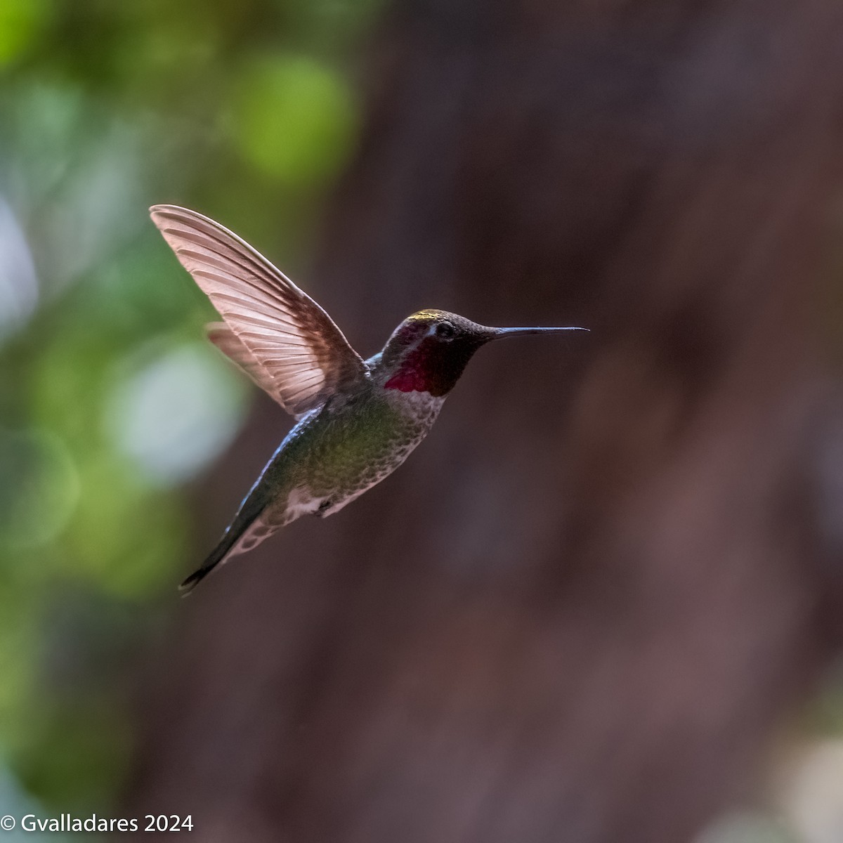 Anna's Hummingbird - ML618306049