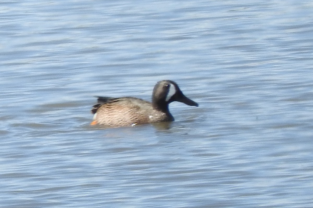 Blue-winged Teal - ML618306055