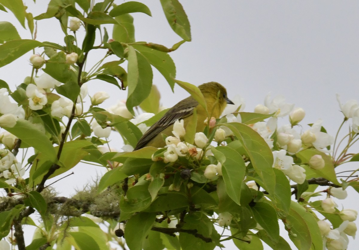 Orchard Oriole - ML618306061