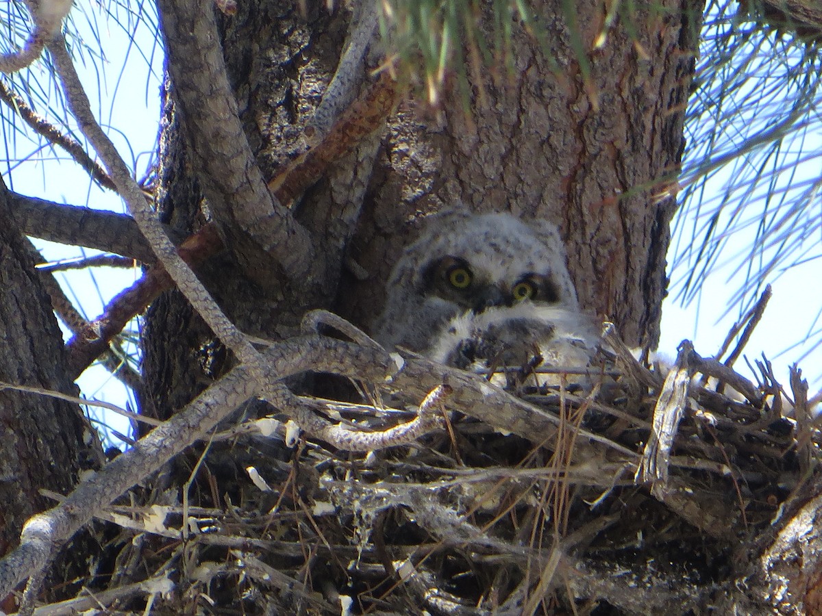 Great Horned Owl - ML618306071