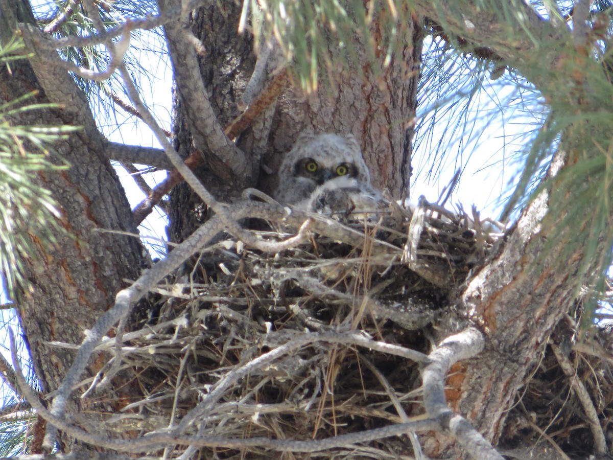 Great Horned Owl - ML618306072