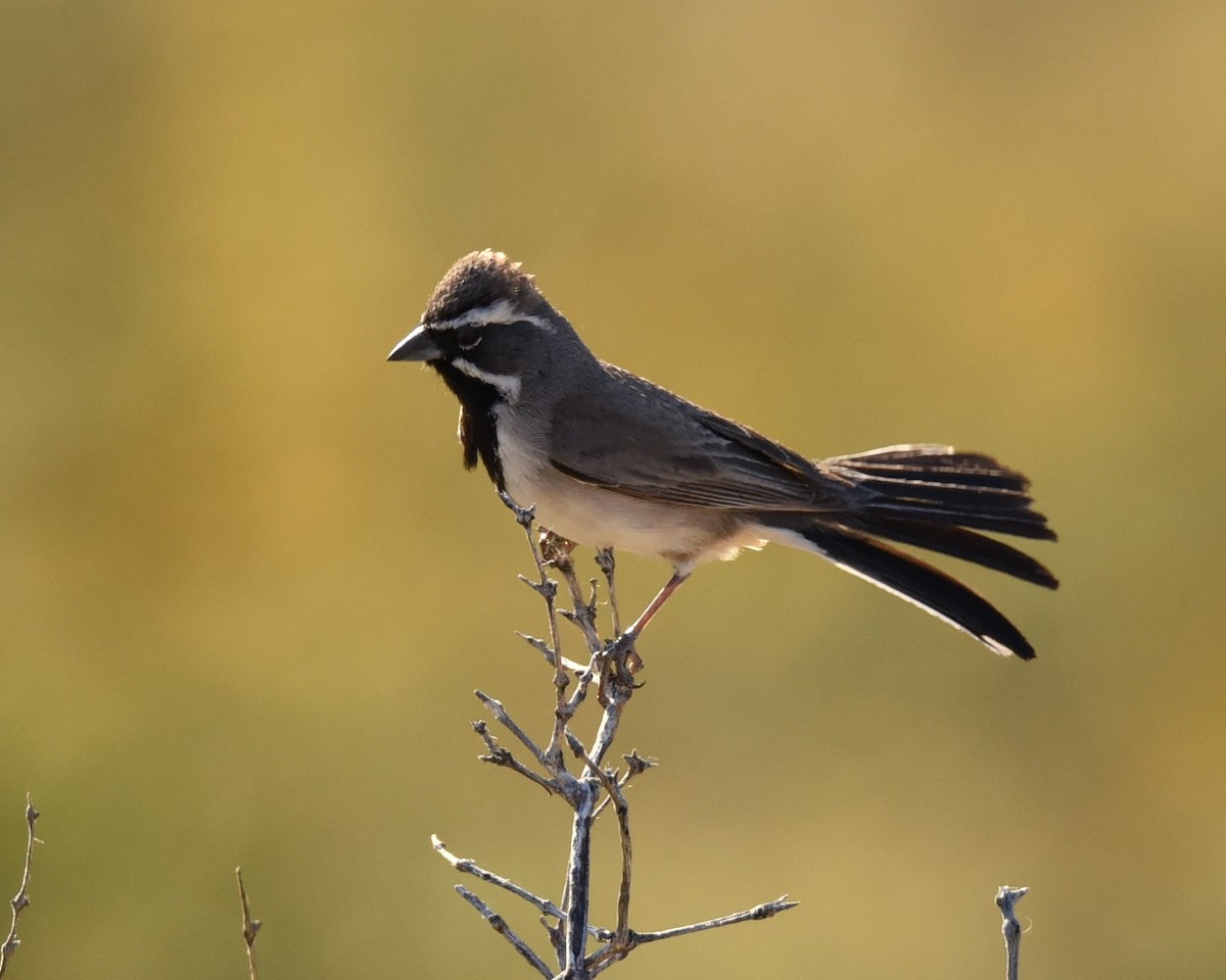 Black-throated Sparrow - Lynn Kohler