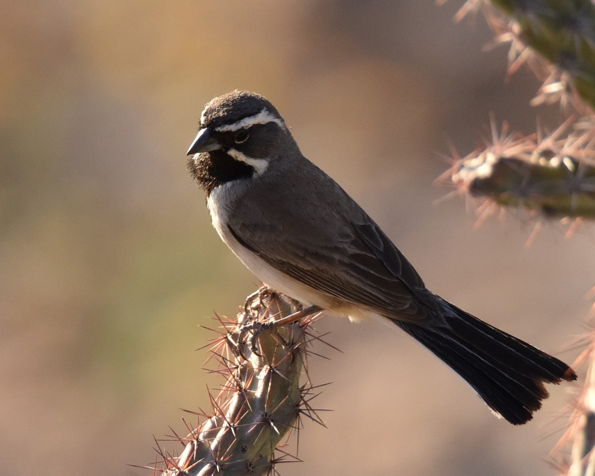Black-throated Sparrow - ML618306077
