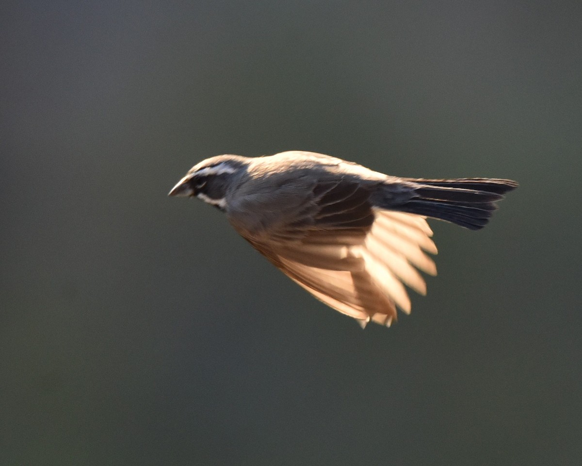 Black-throated Sparrow - ML618306078