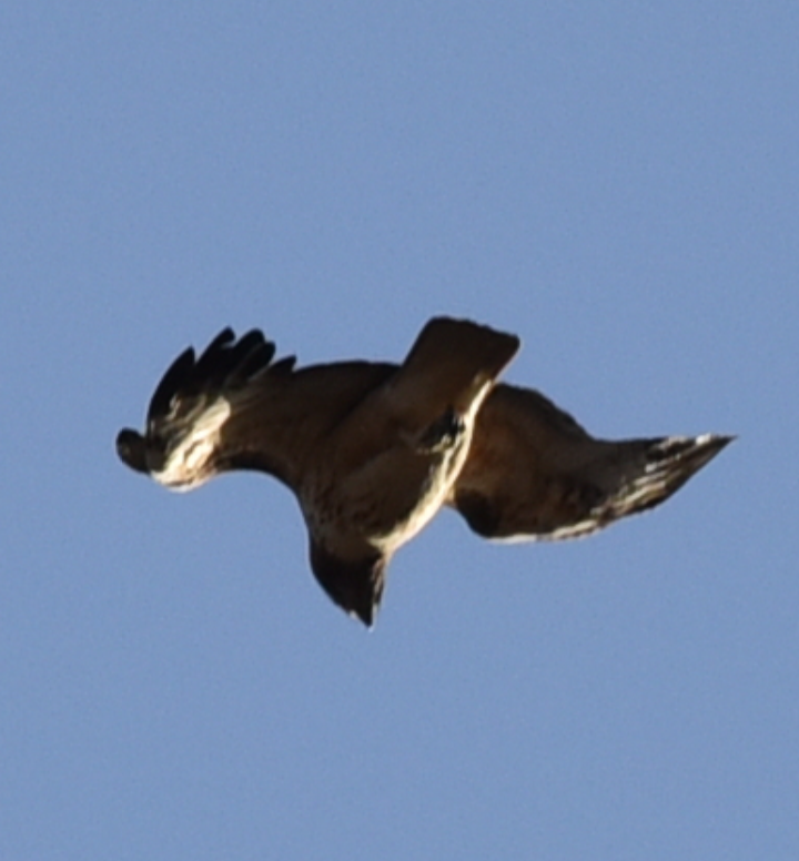 Red-tailed Hawk - ML618306088