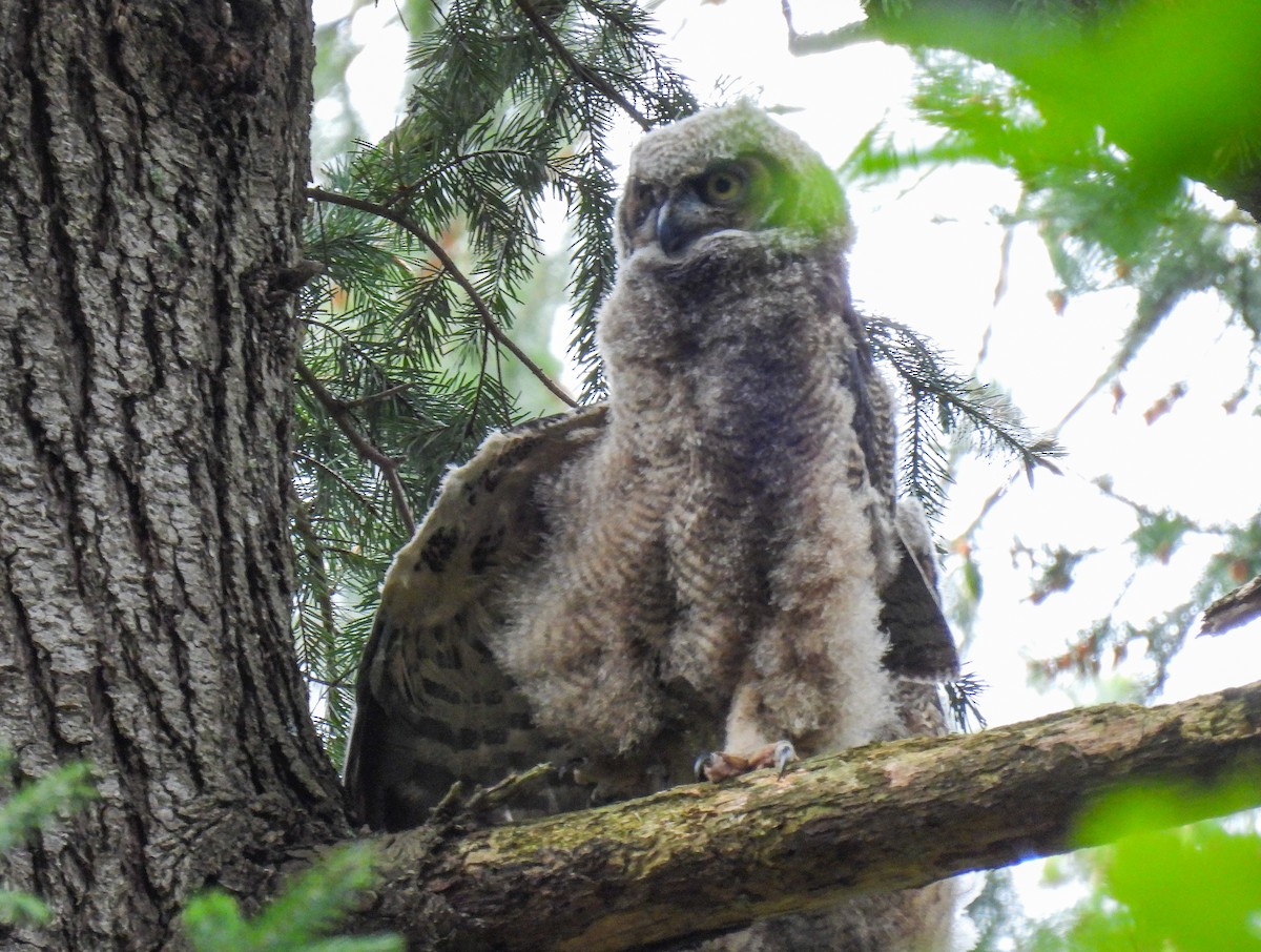 Great Horned Owl - ML618306092