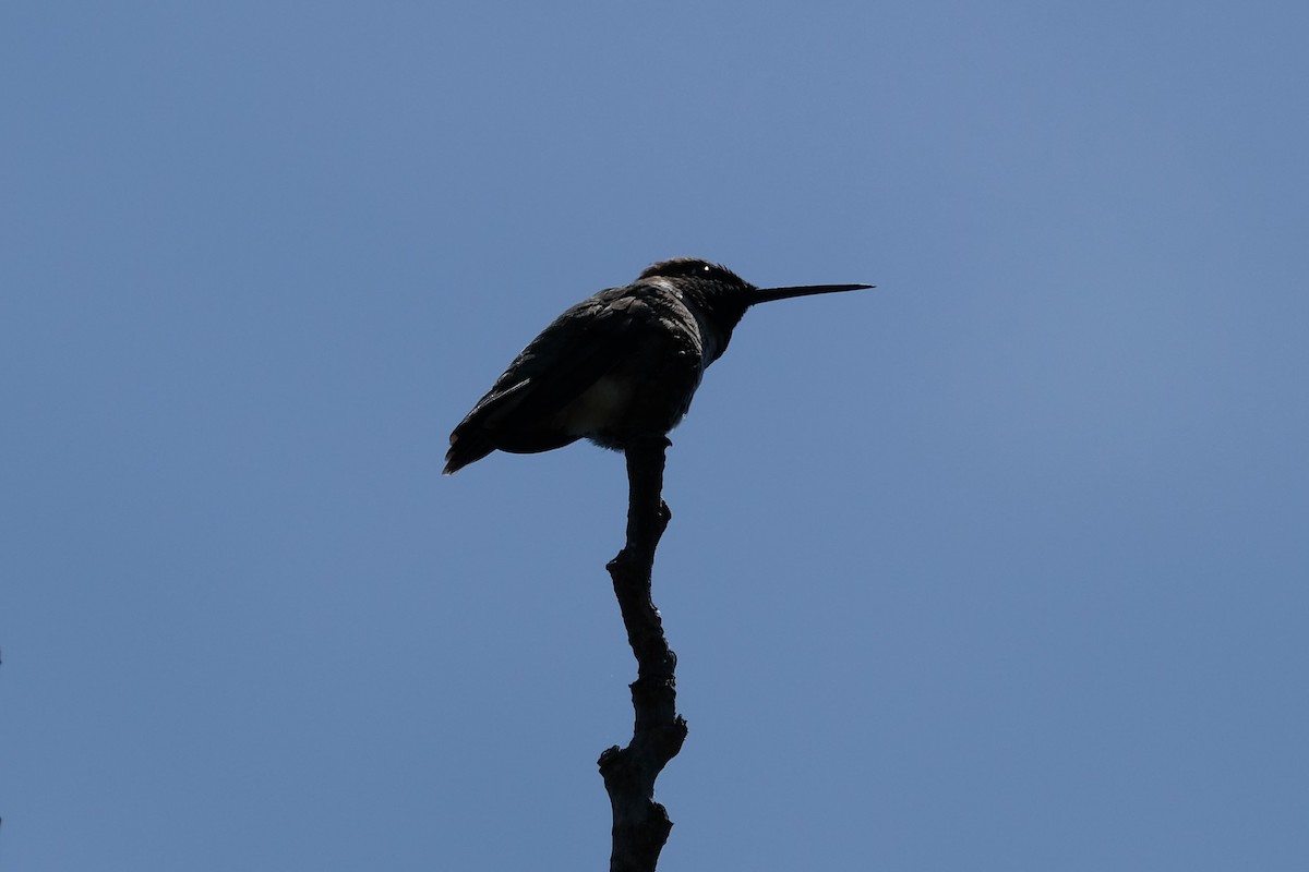 Black-chinned Hummingbird - ML618306096