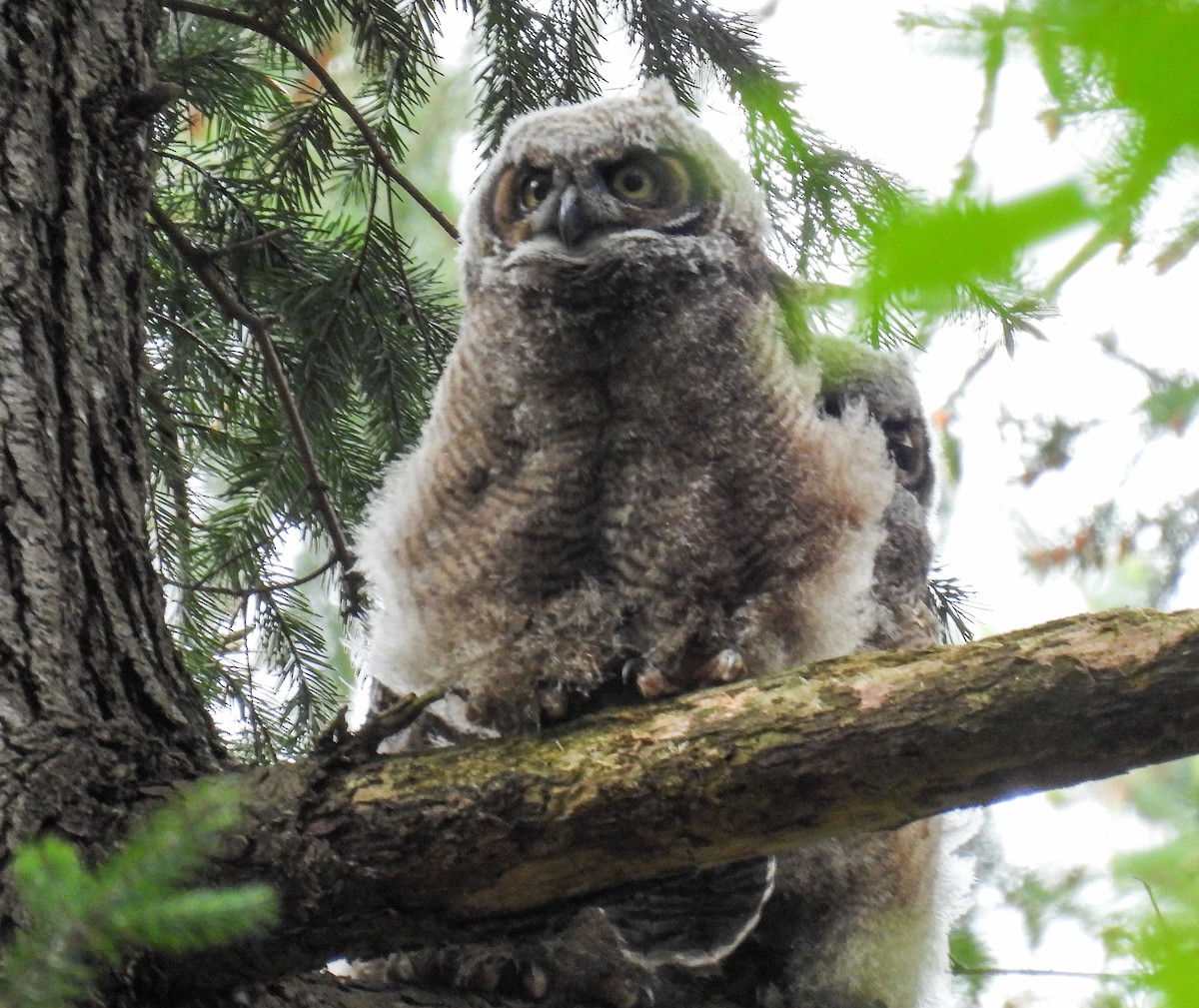 Great Horned Owl - ML618306097