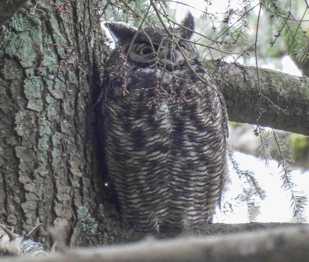 Great Horned Owl - ML618306099