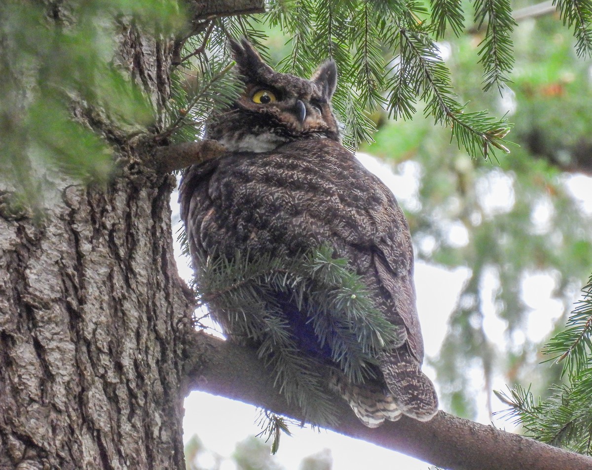 Great Horned Owl - ML618306100