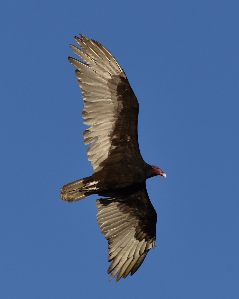 Turkey Vulture - ML618306102