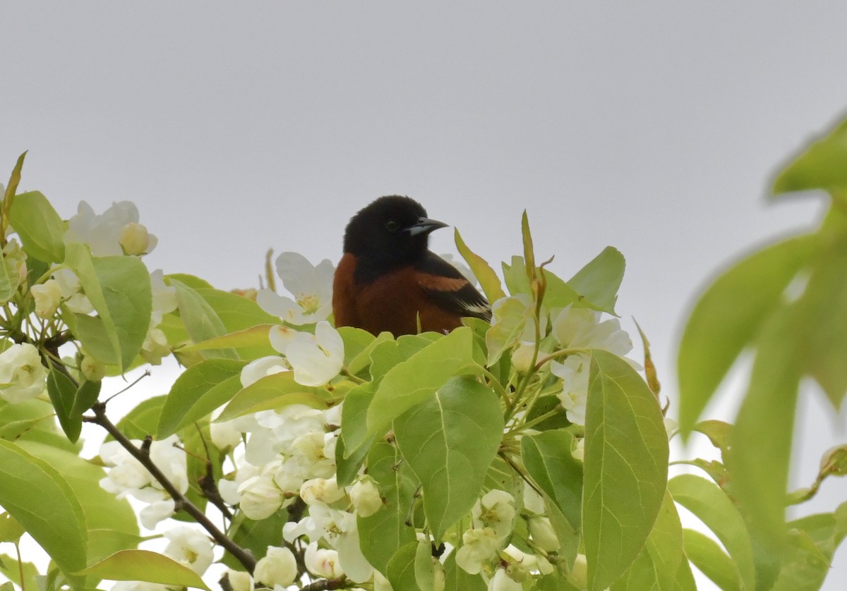 Orchard Oriole - Christopher Veale