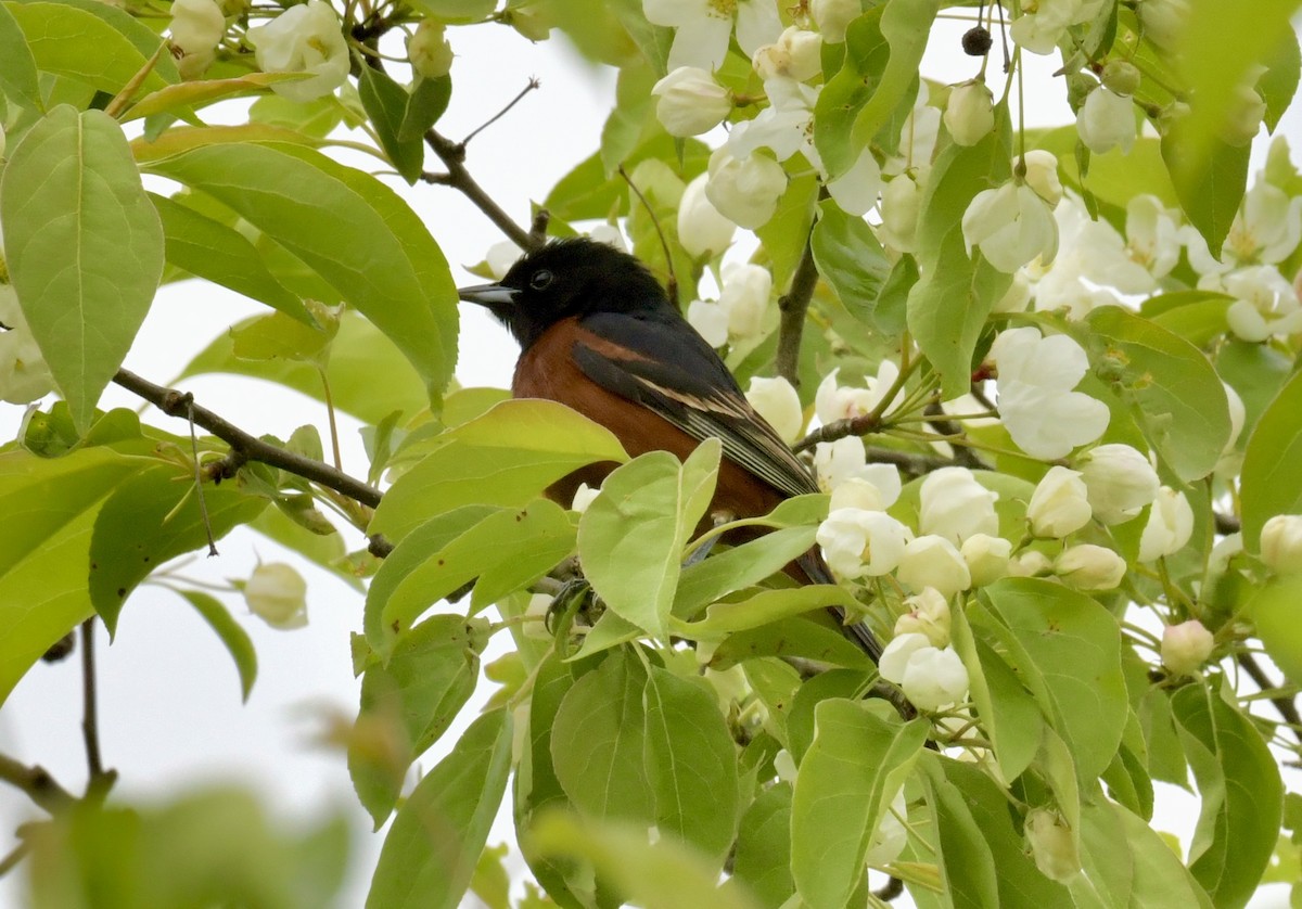 Orchard Oriole - ML618306108