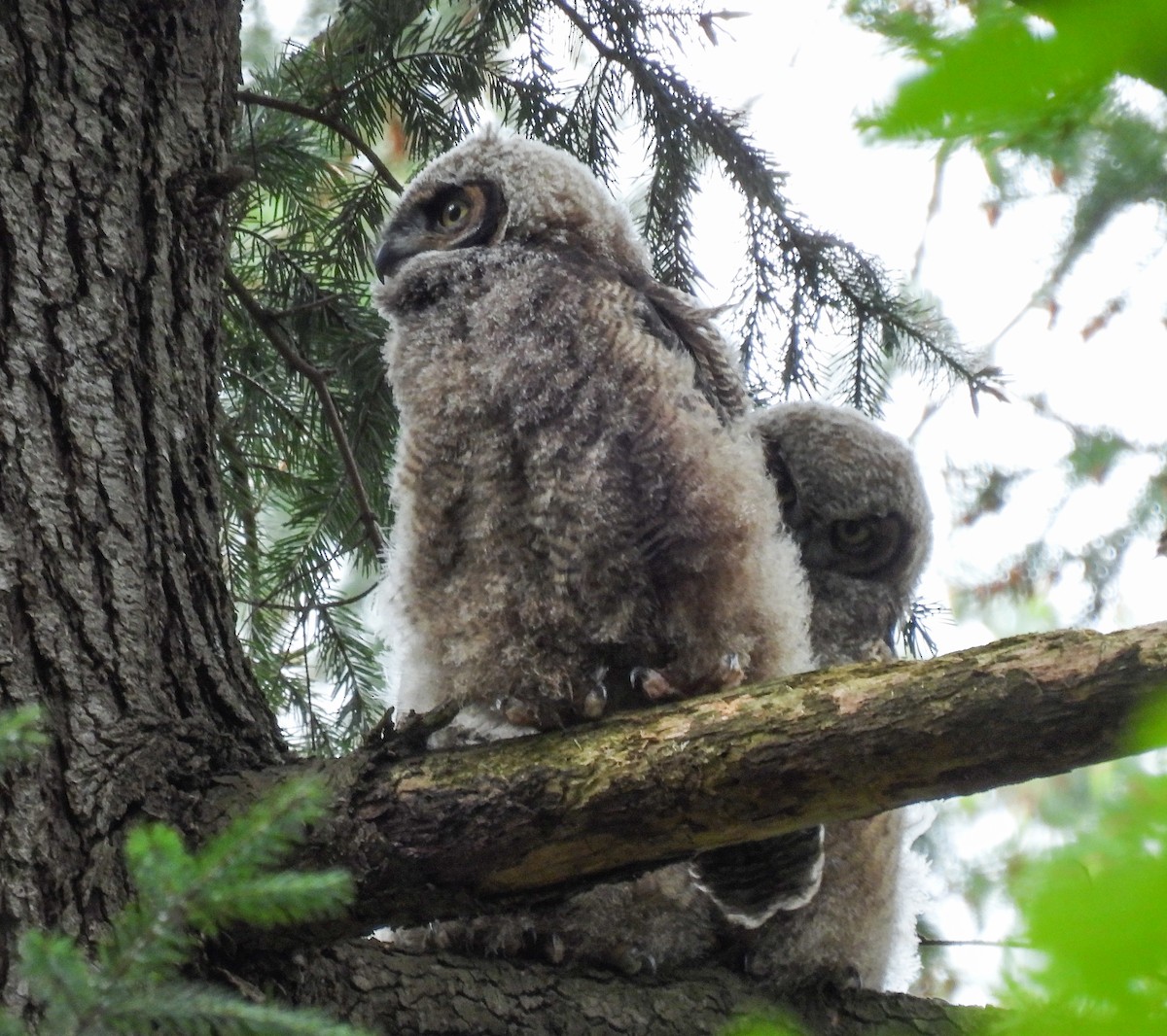 Great Horned Owl - ML618306109