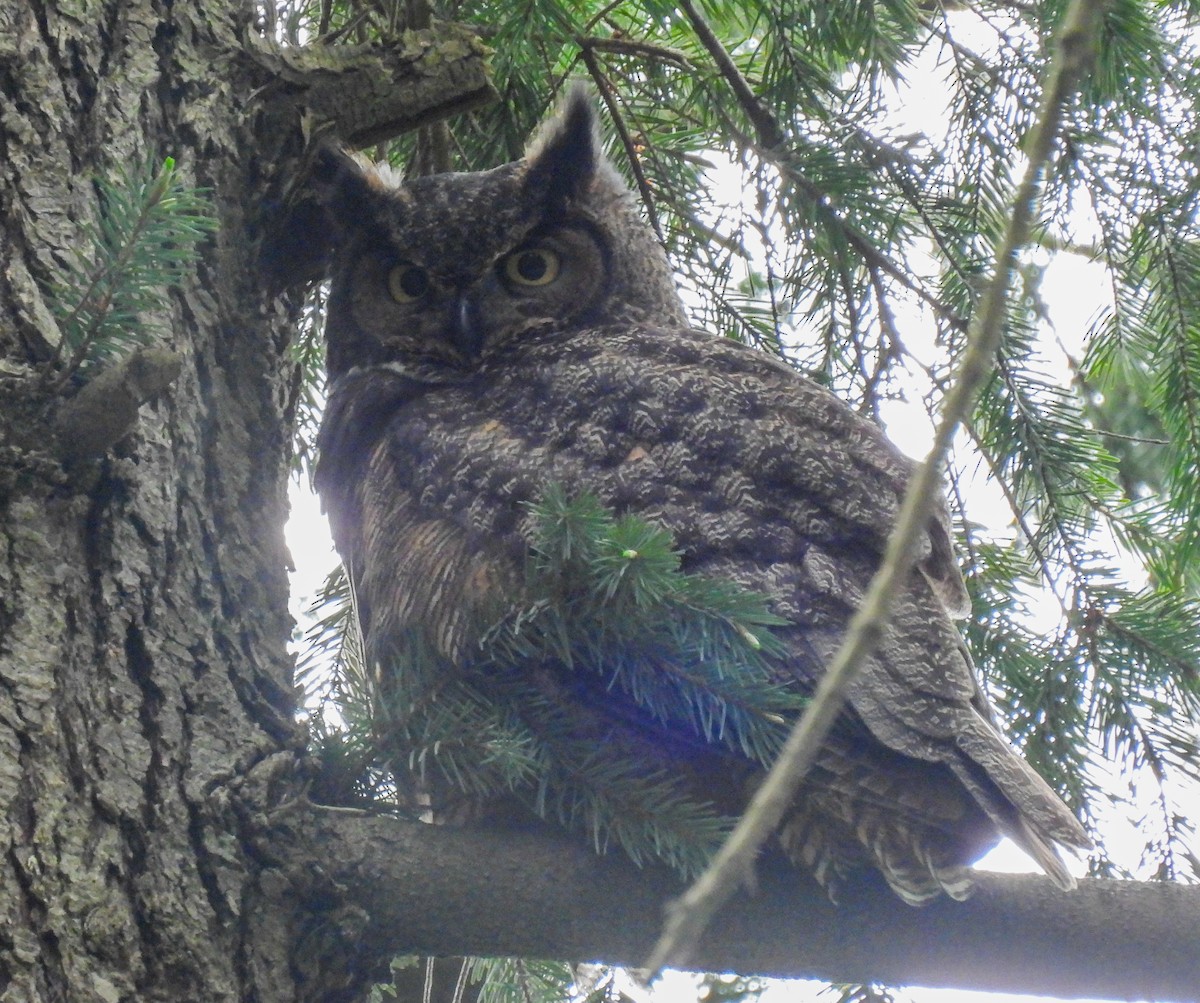 Great Horned Owl - ML618306111