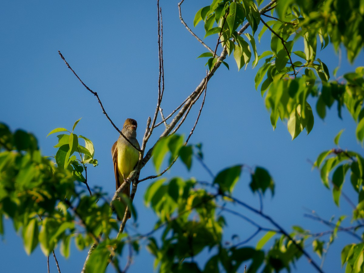Great Crested Flycatcher - ML618306118
