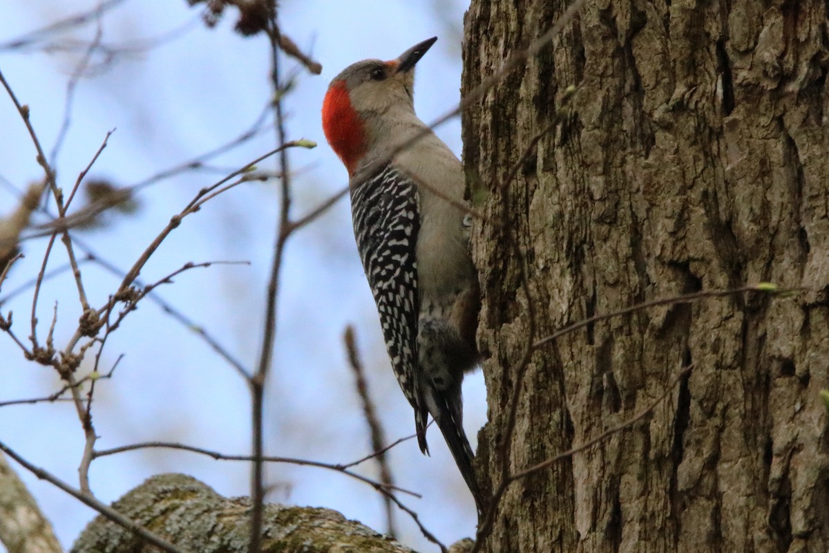 Red-bellied Woodpecker - Dave Brown