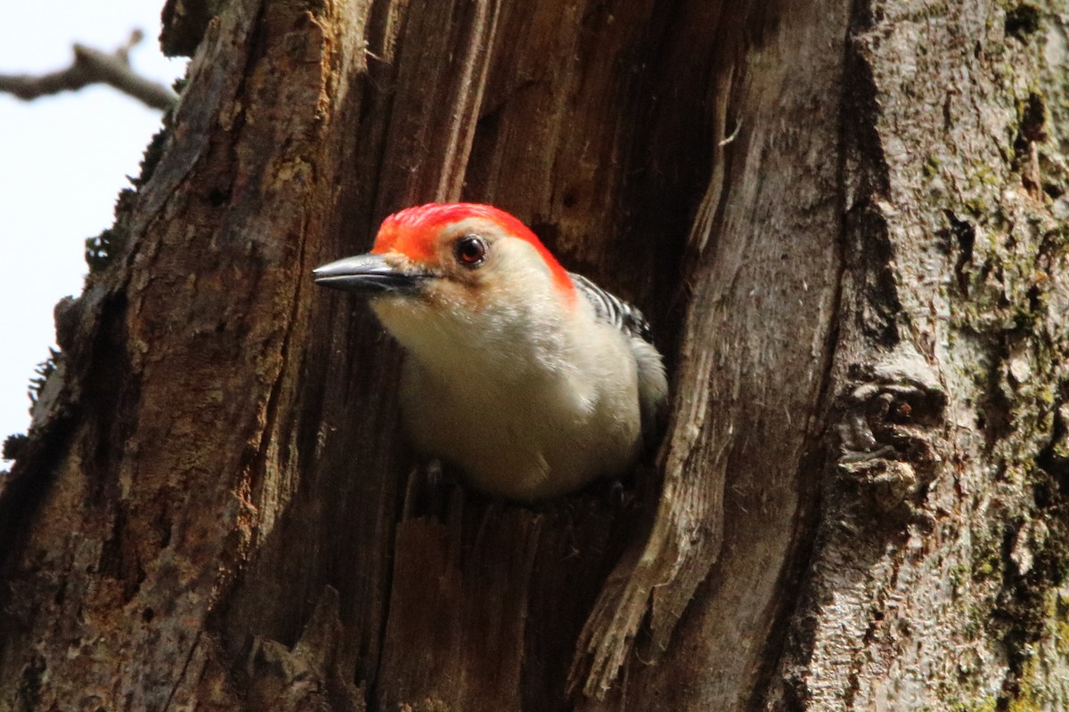 Red-bellied Woodpecker - ML618306121