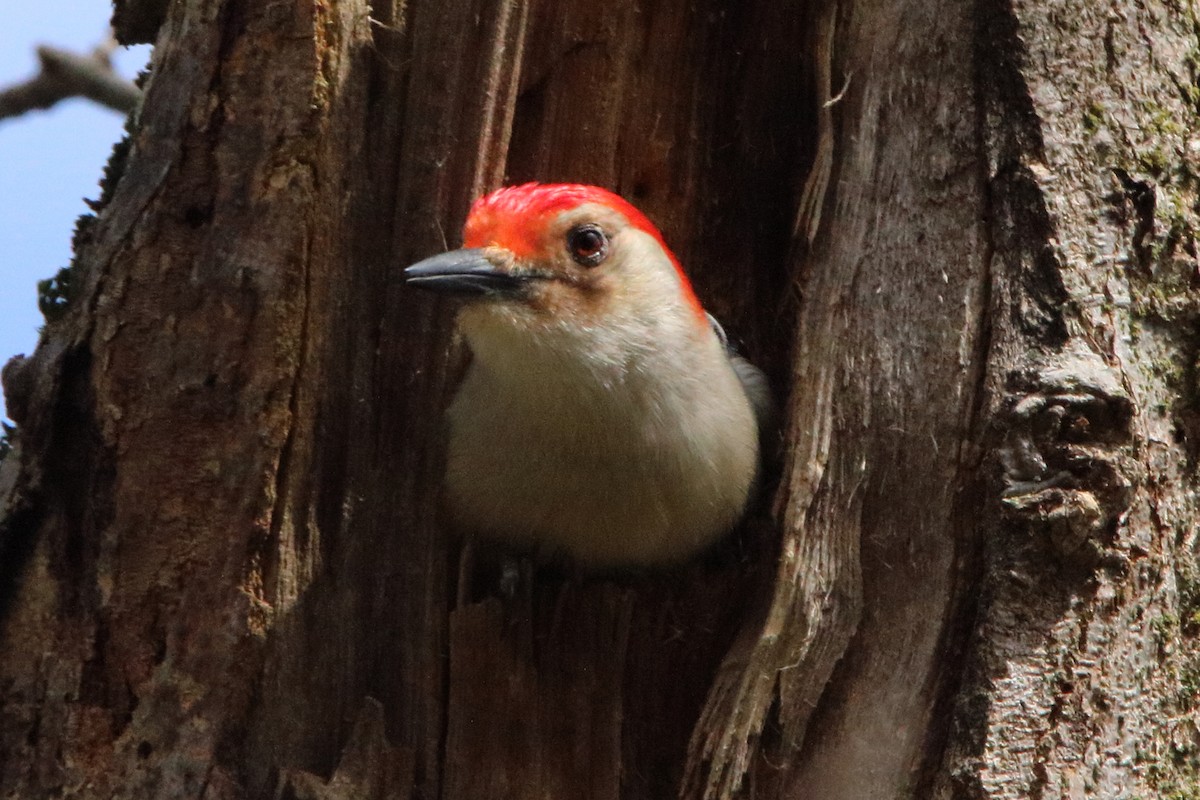 Red-bellied Woodpecker - ML618306122