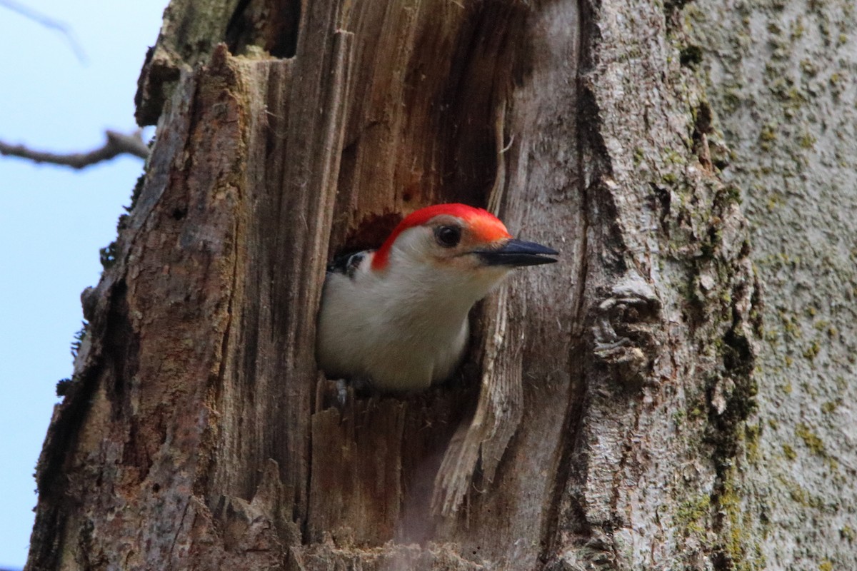 Red-bellied Woodpecker - ML618306123