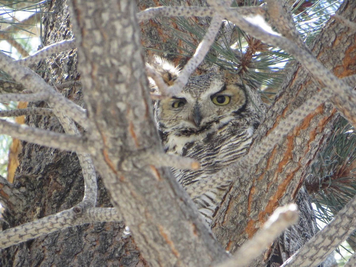 Great Horned Owl - ML618306124
