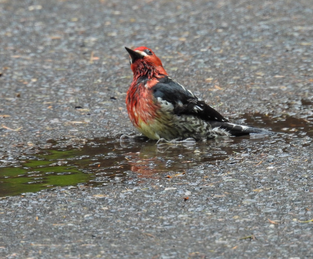 Red-breasted Sapsucker - ML618306128