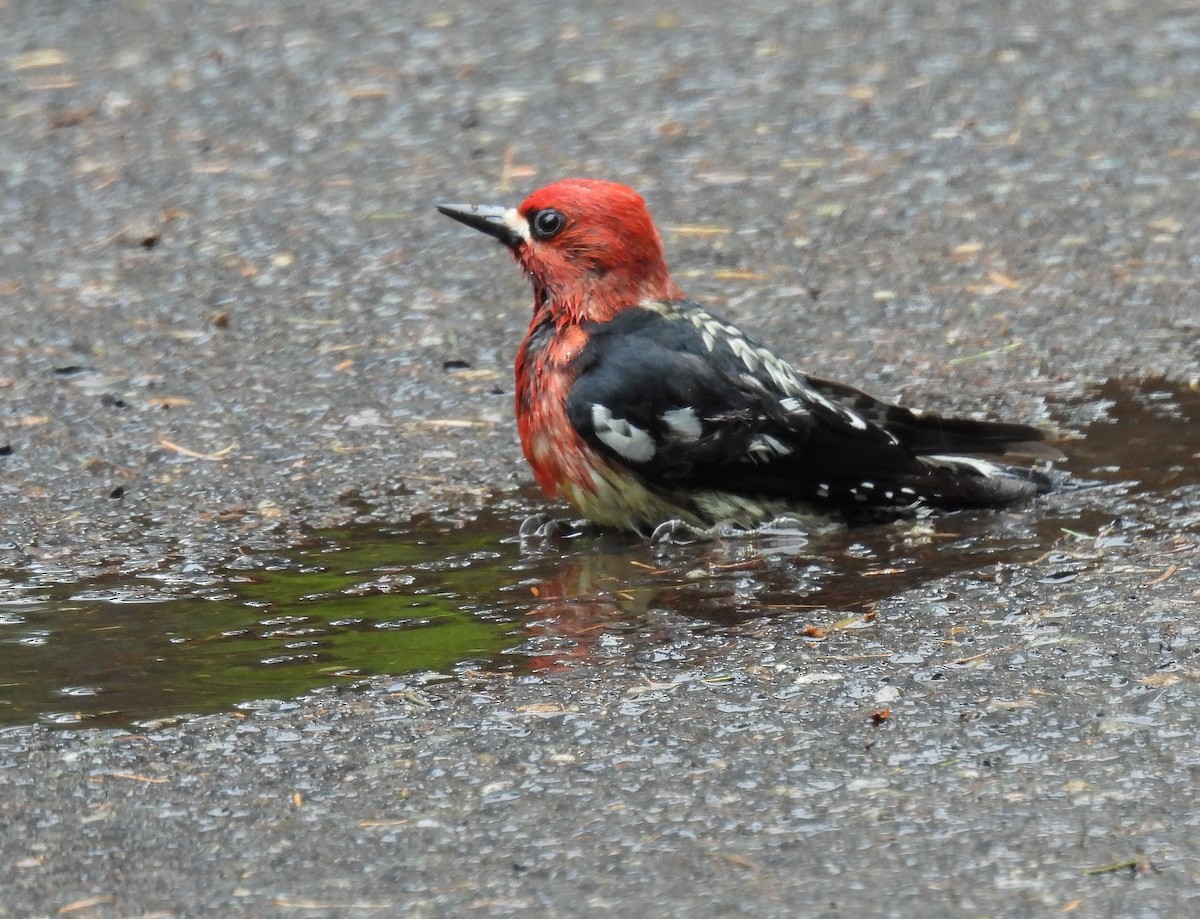 Red-breasted Sapsucker - ML618306130