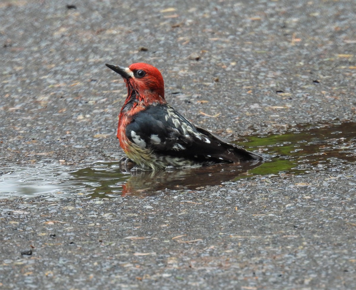 Red-breasted Sapsucker - ML618306132
