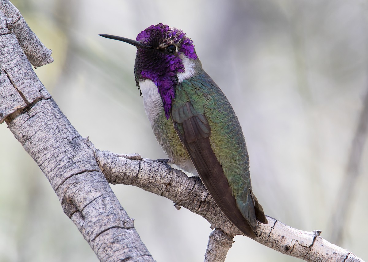 Costa's Hummingbird - ML618306133