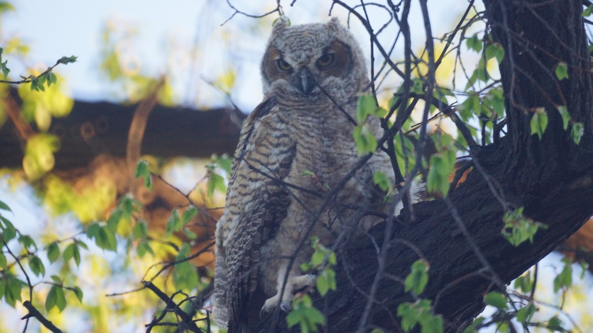 Great Horned Owl - ML618306166