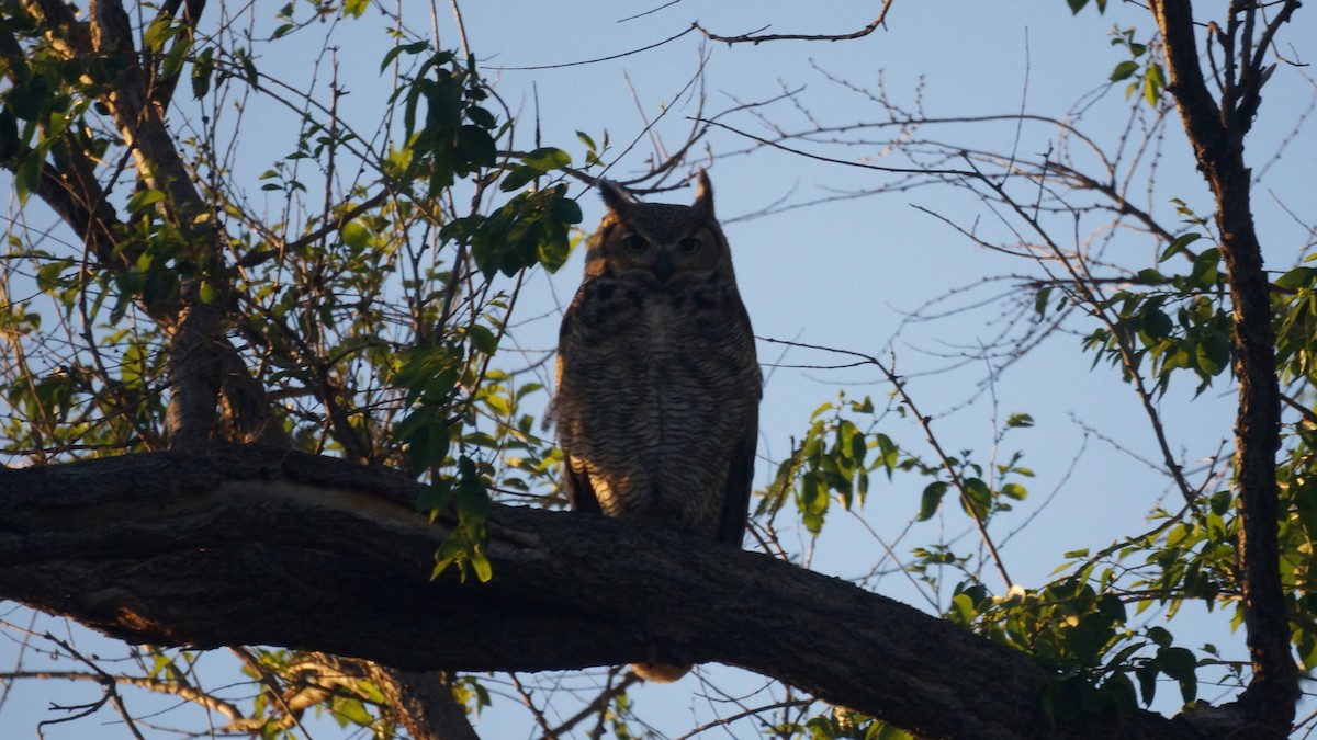 Great Horned Owl - ML618306167