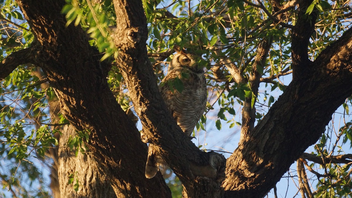 Great Horned Owl - ML618306169