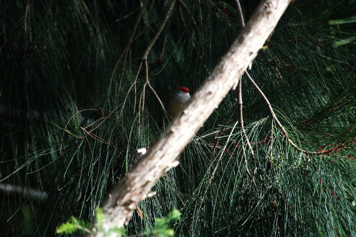 Red-browed Firetail - ML618306171