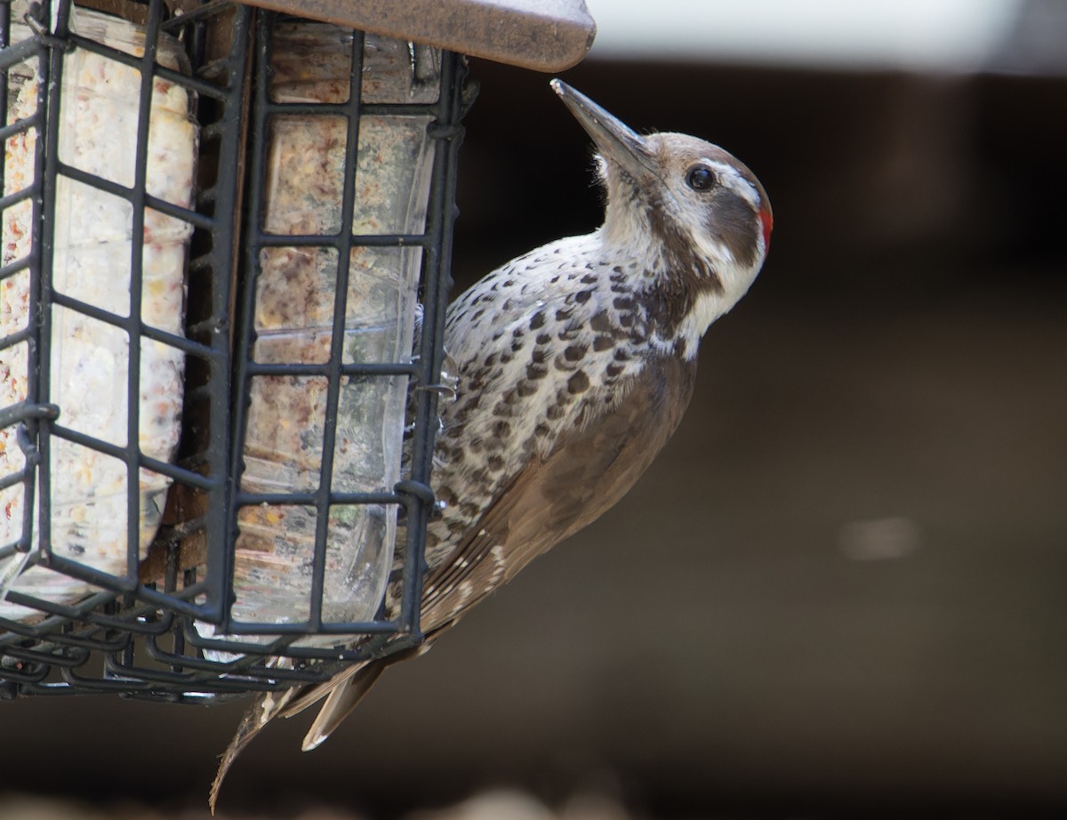 Arizona Woodpecker - ML618306173
