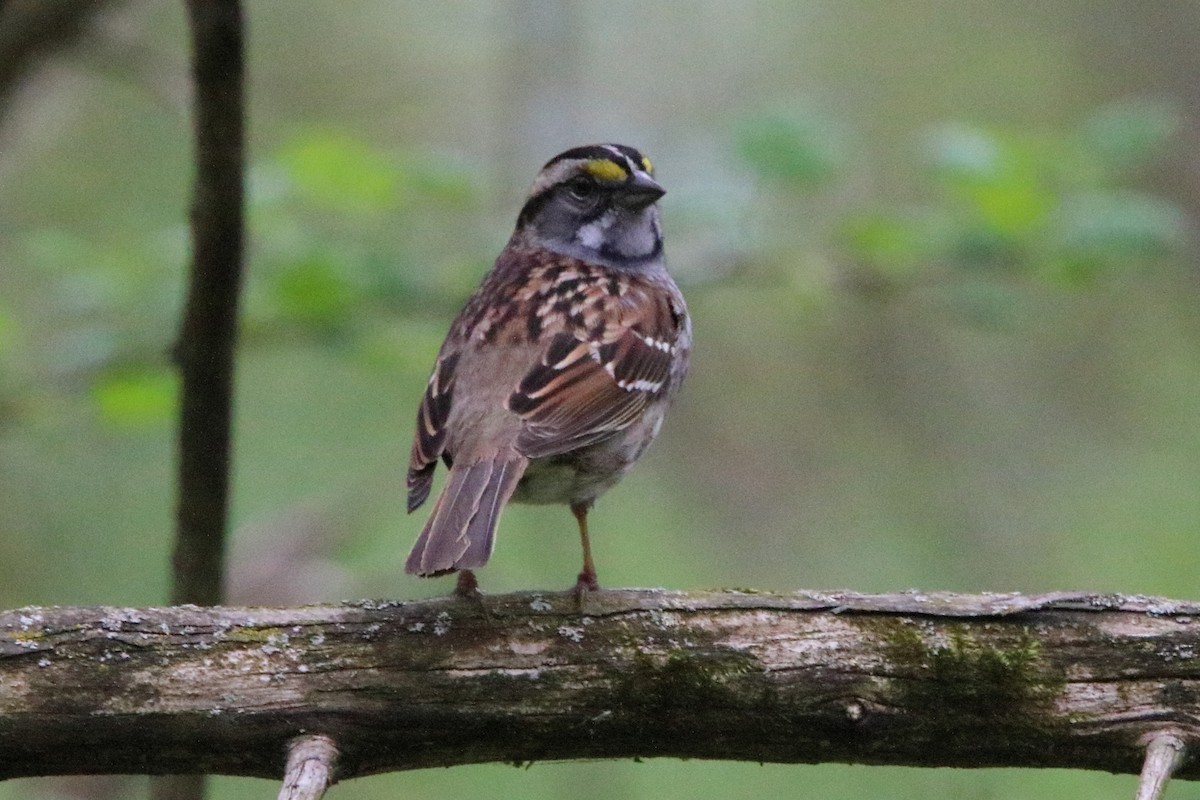 White-throated Sparrow - Dave Brown