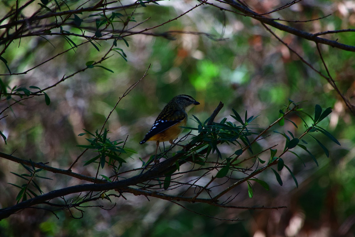 Spotted Pardalote (Spotted) - ML618306195